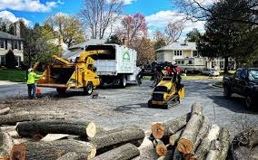 How Our Tree Care Process Works  in  Rogers, MN