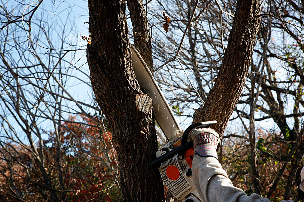 Reliable Rogers, MN Tree Services Solutions